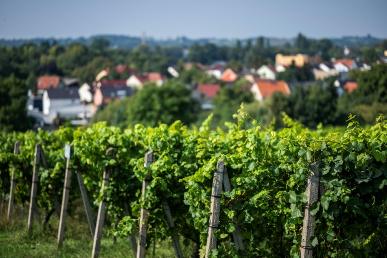 Warmer climate boosts north German vineyards, for now