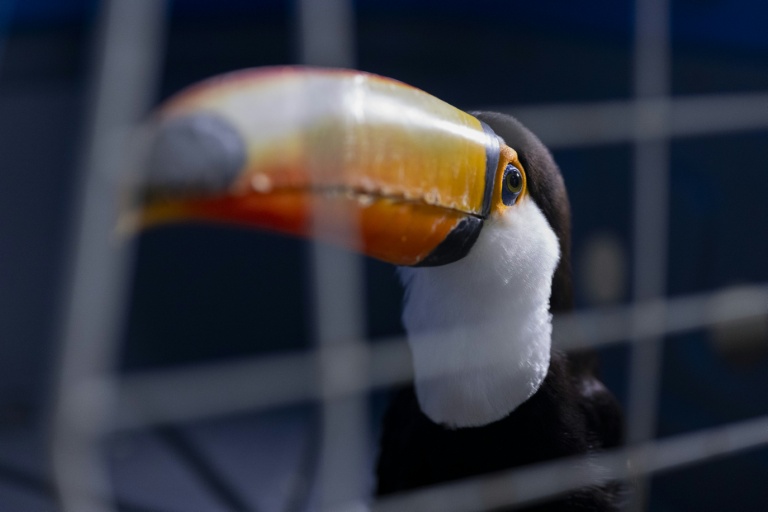 Toucans, tortoises saved in major Brazil trafficking bust
