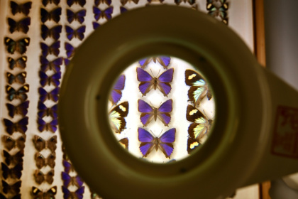 Scientists are still untangling the mess created by a decades-old butterfly heist - William WEST (AFP)