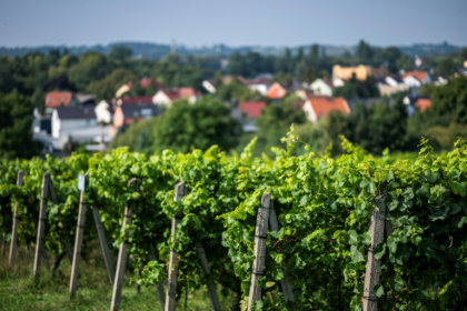 Winemaking in northern Germany has made a comeback since national reunification in 1990, helped by a rise in average summer temperatures of more than one degree, according to the German Wine Institute - John MACDOUGALL (AFP)