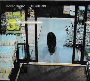 A bear entered a supermarket in Numata, north of Tokyo and lightly injured two customers - STR (AFP)