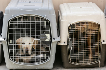 Dogs rest inside a pet cage in a makeshift training centre at the airport in Kabul - Karim SAHIB (AFP)