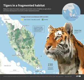 Infographic map showing geographical range of the Malayan tiger as well as the forest loss between 2000-2024 on the Malysian peninsula. - Nicholas SHEARMAN (AFP)