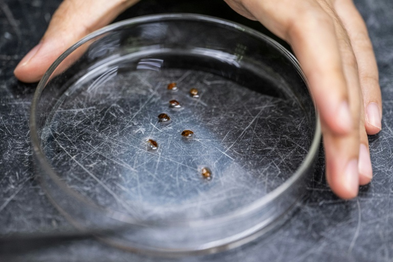 Malaysian scientists recruit bed bugs as crime scene sleuths