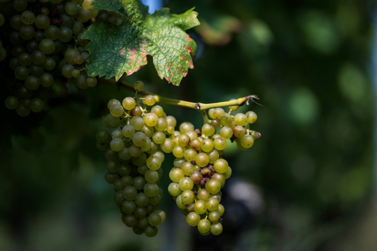World wine output set for modest 2025 recovery: industry body