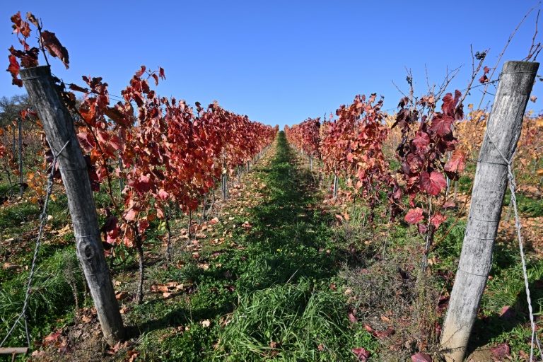 Hungary winemakers fear disease may 'wipe out' industry