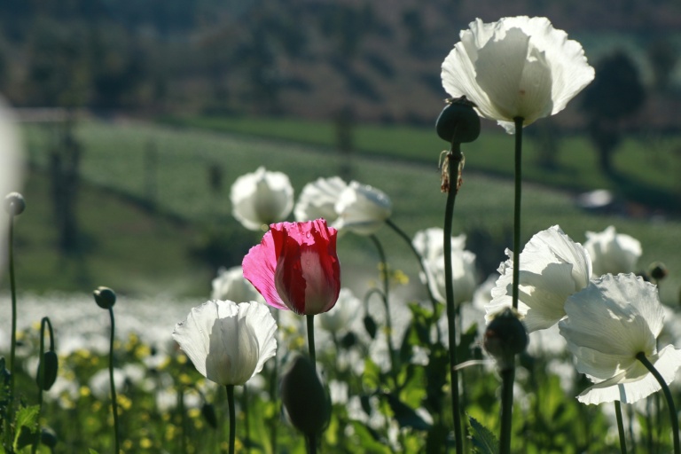 Opium poppy farming hits 10-year high in war-torn Myanmar