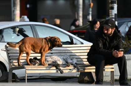 Many welcome the dogs as a symbol of Tbilisi, a showcase of Georgian hospitality - Vano SHLAMOV (AFP)