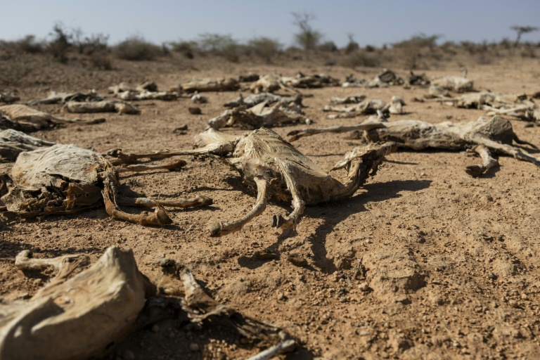 'Our children are next' fear Kenyans as drought wipes out livestock