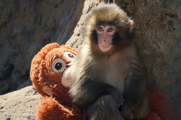 Fans flock to Japan zoo to see viral baby monkey Punch