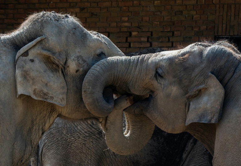 The secret to an elephant's grace? Whiskers