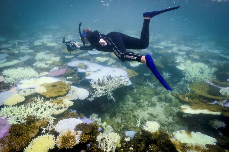 Three-year heatwave bleached half the planet's coral reefs: study