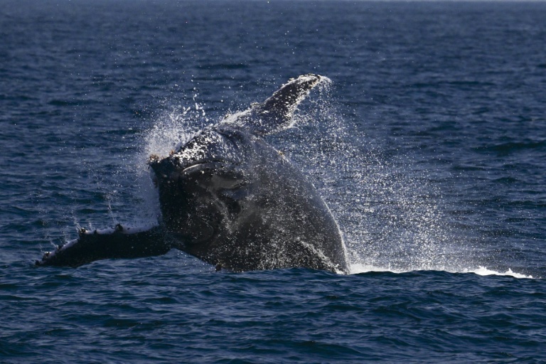 Whale of a time: Humpbacks set new distance record