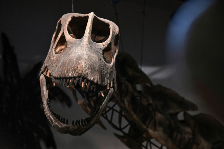 Southeast Asia's largest dinosaur identified in Thailand