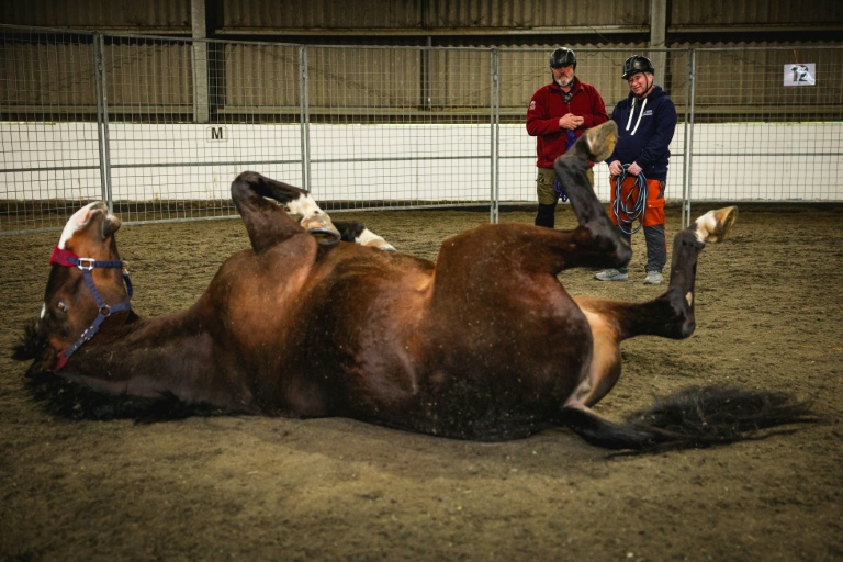 Horses unlikely saviours for those who serve in uniform