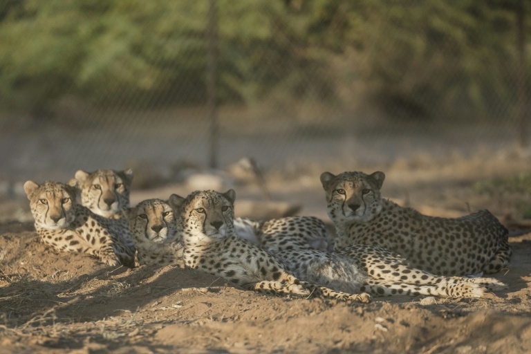 Somaliland centre saves cheetahs from trafficking to Gulf palaces