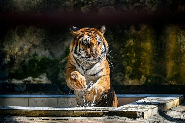 Bangladesh's tigers stalk uncertain future in Sundarbans