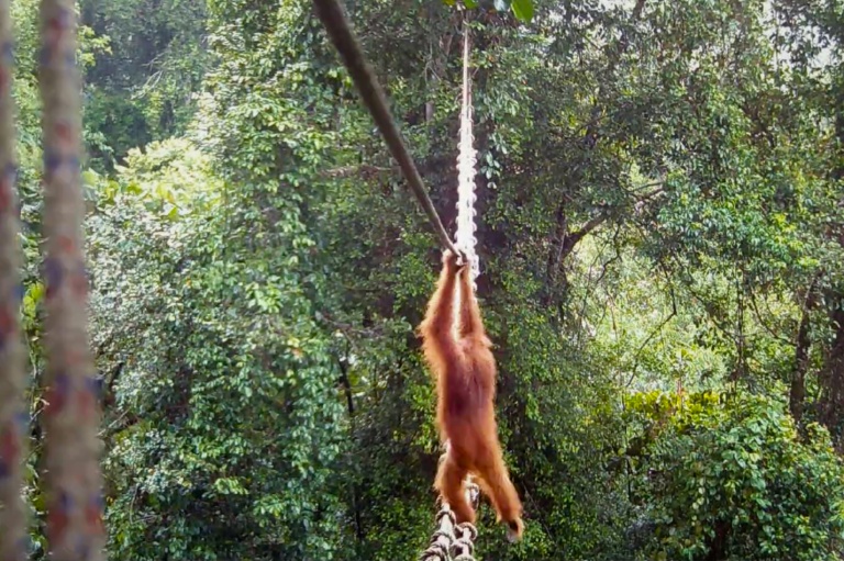 Orangutan uses Indonesia canopy bridge in 'world first': NGO