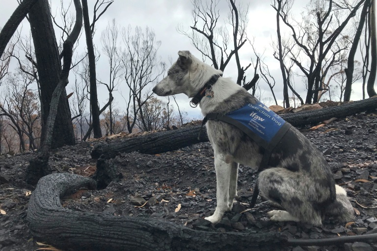 'Hero' Australian dog who saved 100 koalas retires