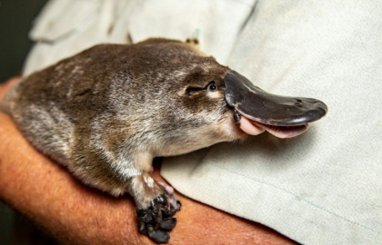 Weird guys: The platypus has found yet another way to stand out in the animal kingdom - RICK STEVENS (AFP)