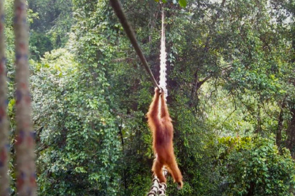In the wild, orangutans are found only on Sumatra and the nearby island of Borneo, which is shared between Indonesia, Malaysia and Brunei - Handout (AFP)