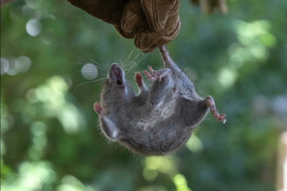 Hantaviruses are spread by rodents, in particular through contact with their droppings, urine or saliva - MIGUEL MEDINA (AFP)