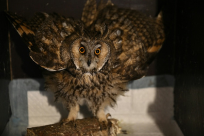 Russia's 2022 invasion has wrought yet more suffering on Ukraine's birdlife - Genya SAVILOV (AFP)