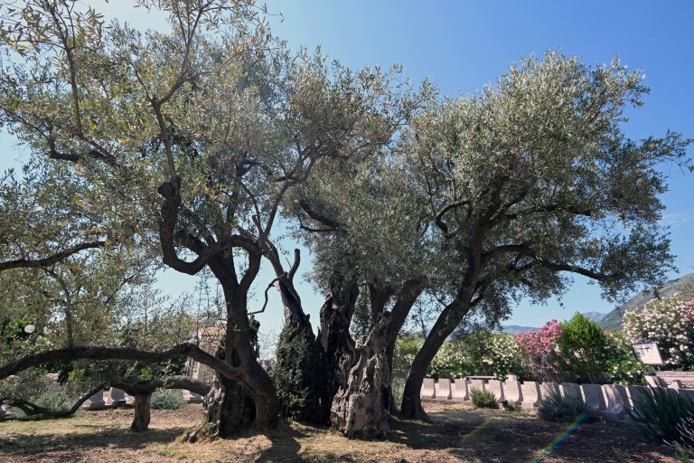 Reviving Montenegro's 'ancient' olive tree