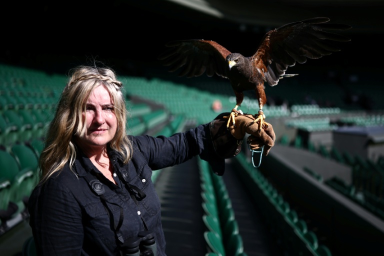 Rufus the hawk patrolling Wimbledon tennis club