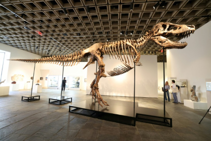 'Gus' measures 38 feet (11.6 meters) in body length - TIMOTHY A. CLARY (AFP)