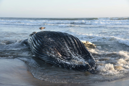 A juvenile humpback whale washed ashore after dying from domoic acid poisoning in Monterey Bay -- a sign of the ill effects of a marine heat wave in California - Handout (AFP)