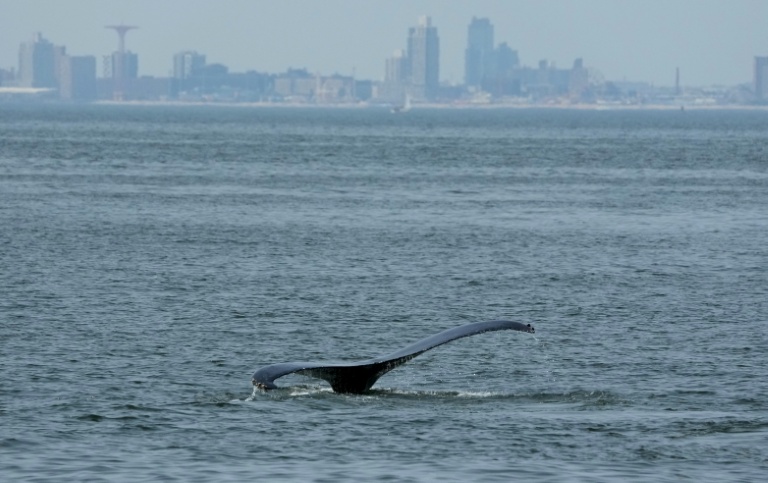 Whales spark joy in New York but face threats from boat traffic