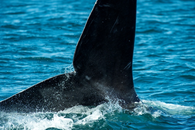 Trump admin makes major cut to endangered species protections