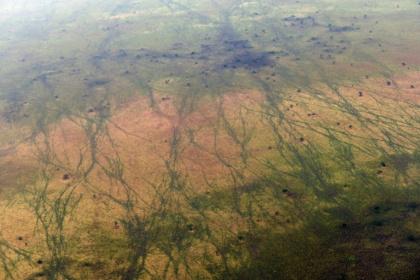 One million animals -- including antelopes -- migrate through the South Sudanese site each year, leaving scars visible from the sky - TONY KARUMBA (AFP)