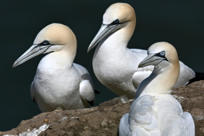 Gannets nesting in northern England - OLI SCARFF (AFP)