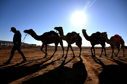 In the Australian outback, camels are used for wild races, an alternative milk source and even to make beer - William WEST (AFP)