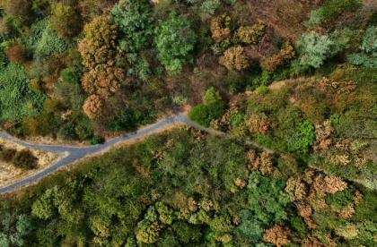 Parched deciduous forest in western Germany, where the heat has also seen the Rhine plunge to extreme lows - Ina FASSBENDER (AFP)