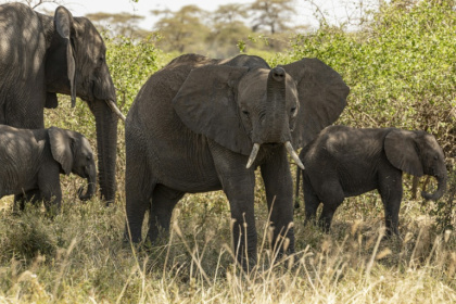 Elephant herds have made Amboseli -- overlooked by Africa's highest peak, Mount Kilimanjaro in Tanzania -- a lucrative tourist hotspot - SIMON MAINA (AFP)