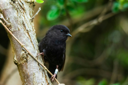 There are an estimated 350 black robins living in two protected areas in New Zealand - ENZO M. R. REYES (AFP)