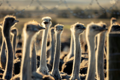 South Africa accounts for about 75 percent of the global ostrich market - GIANLUIGI GUERCIA (AFP)