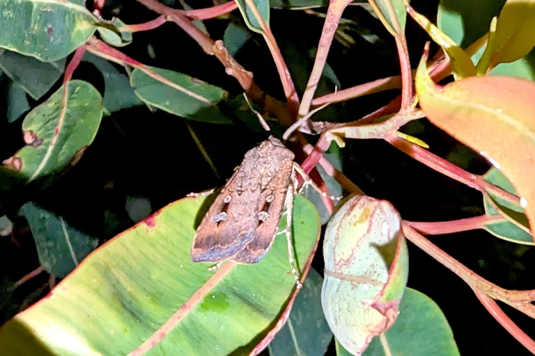 Return of swarming moth spectacle has Australia in a flutter