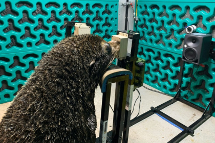 Noise pollution is known to have a major negative impact on wildlife - Handout (AFP)